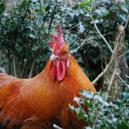 The Old Coach House Pensionat Avoca