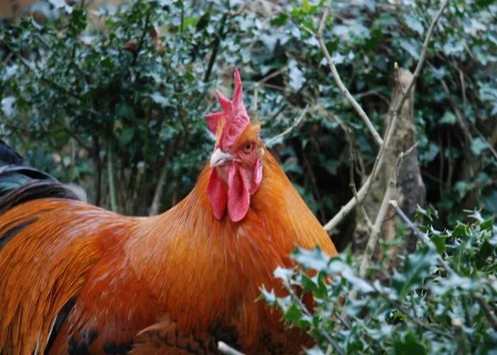 The Old Coach House Gæstehus Avoca